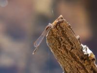 Gemeine Winterlibelle Männchen